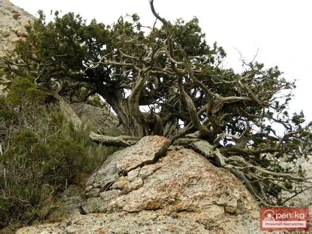 Зона «Малый Нарын»