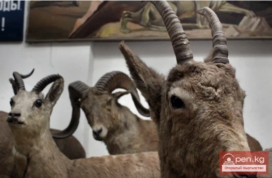 Зоологический музей Биолого – почвенного Института НАН Кыргызской Республики