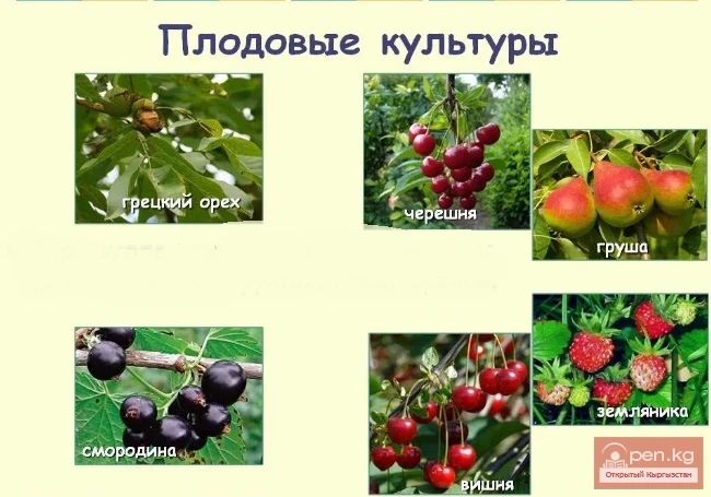 Культурные пищевые и витаминоносные растения Кыргызстана